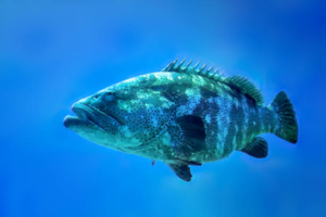 A Complete Guide to Grouper Fishing Charter in Los Sueños