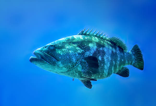 A Complete Guide to Grouper Fishing Charter in Los Sueños