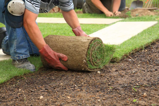 Sod Installation Company in San Antonio: Transform Your Lawn With Professional Sod